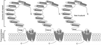 Excessive Cytosolic DNA Fragments as a Potential Trigger of Graves’ Disease: An Encrypted Message Sent by Animal Models